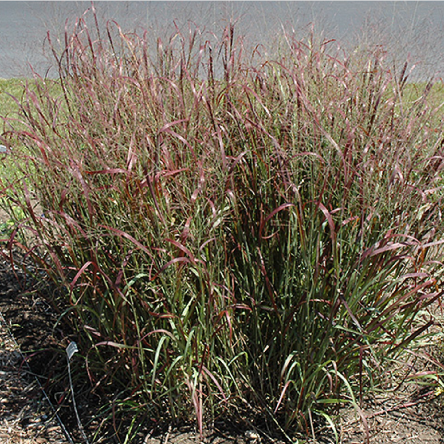 Prairie Red Switch Grass