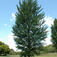 Princeton Sentry Maidenhair Tree