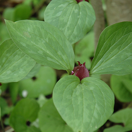 Purple Prairie Trillium