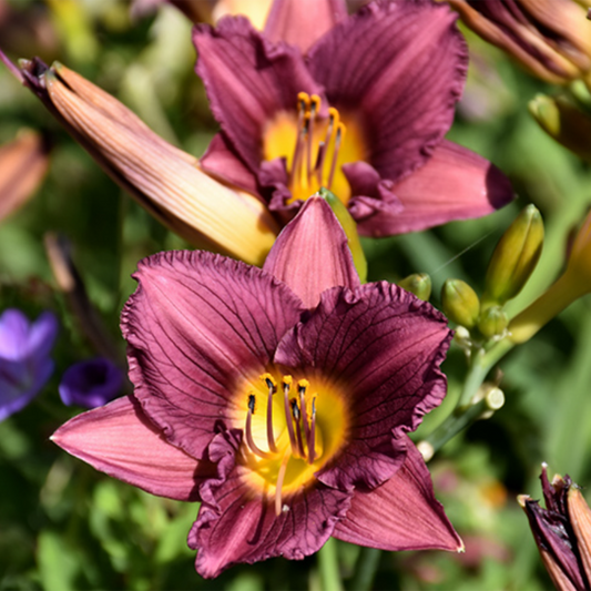 Purple Stella D'oro Daylily