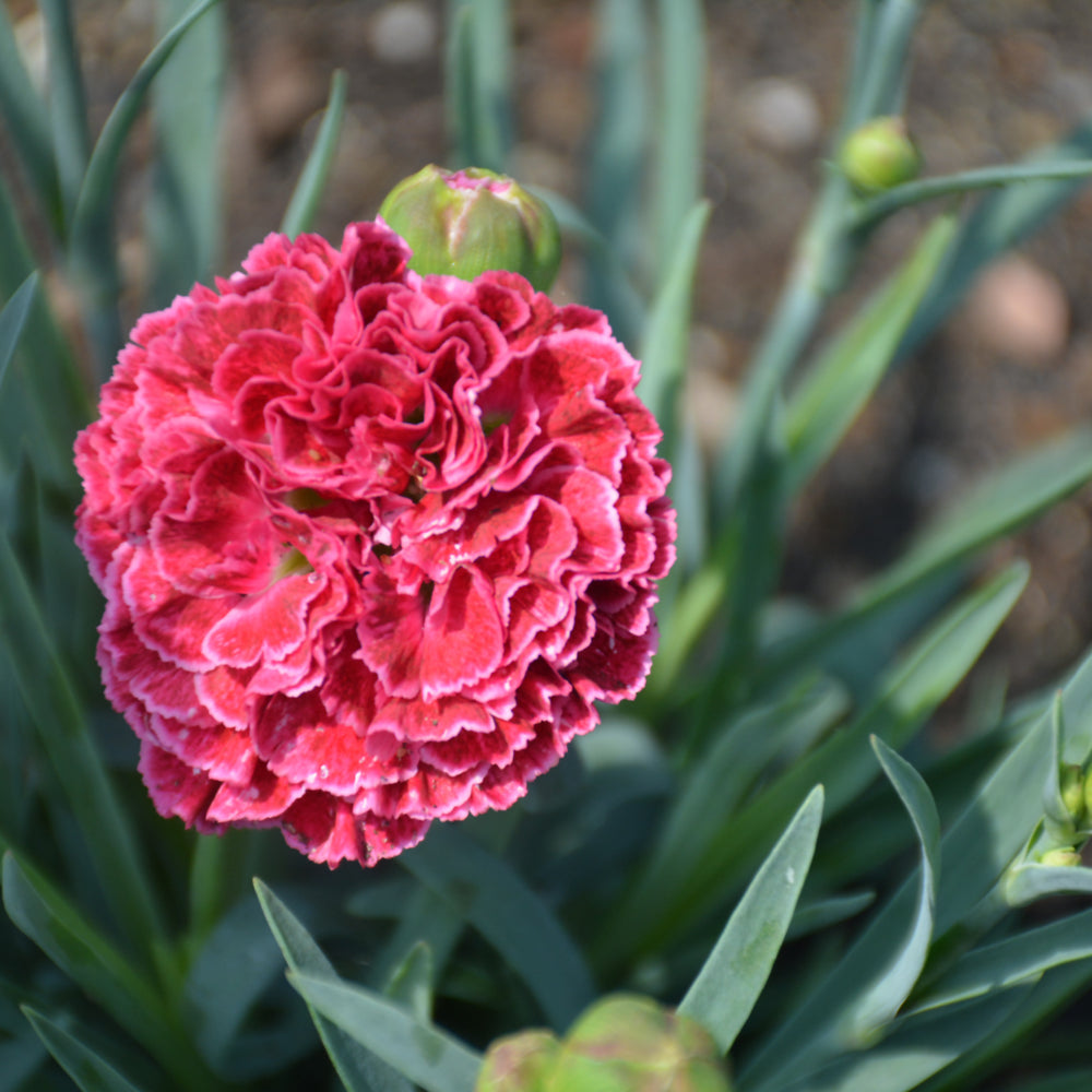 Raspberry Ruffles Dianthus