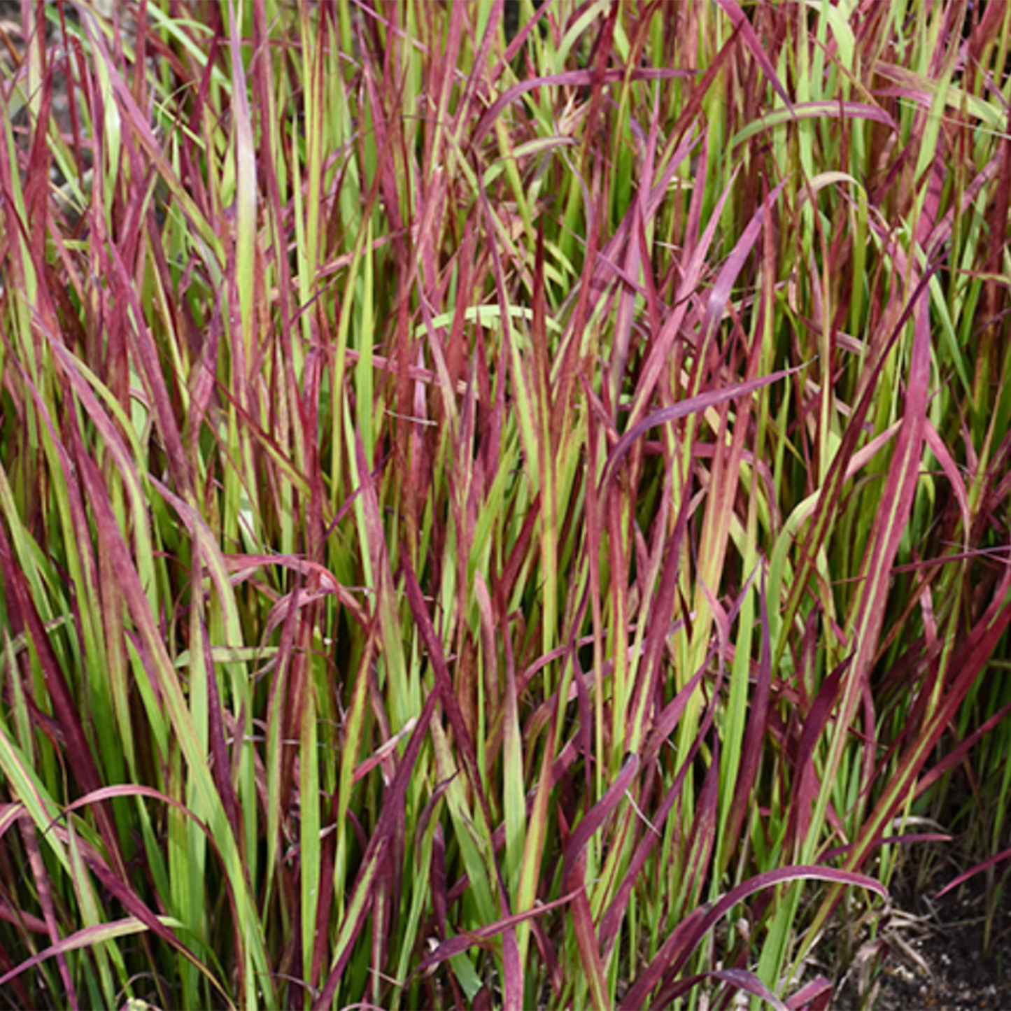 Red Baron Japanese Blood Grass