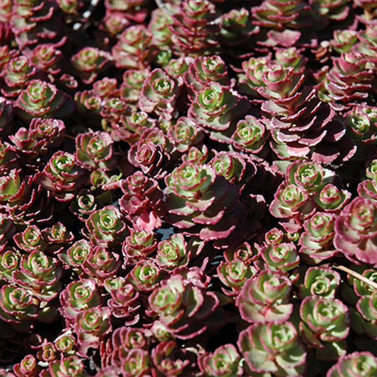 Red Carpet Stonecrop