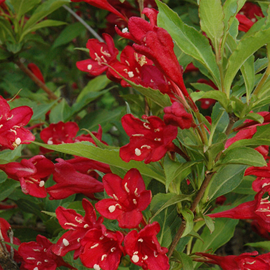 Red Prince Weigela