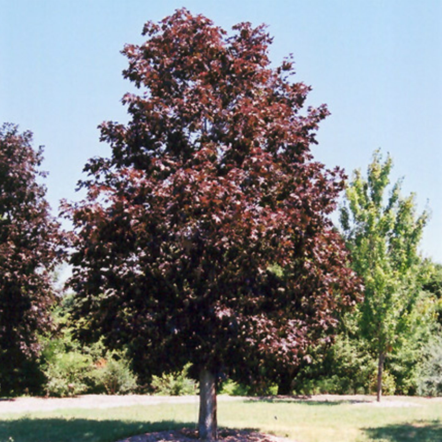 Royal Red Maple