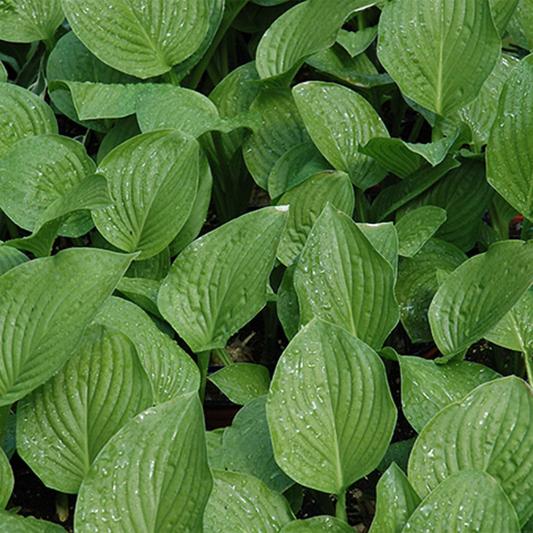 Royal Standard Hosta