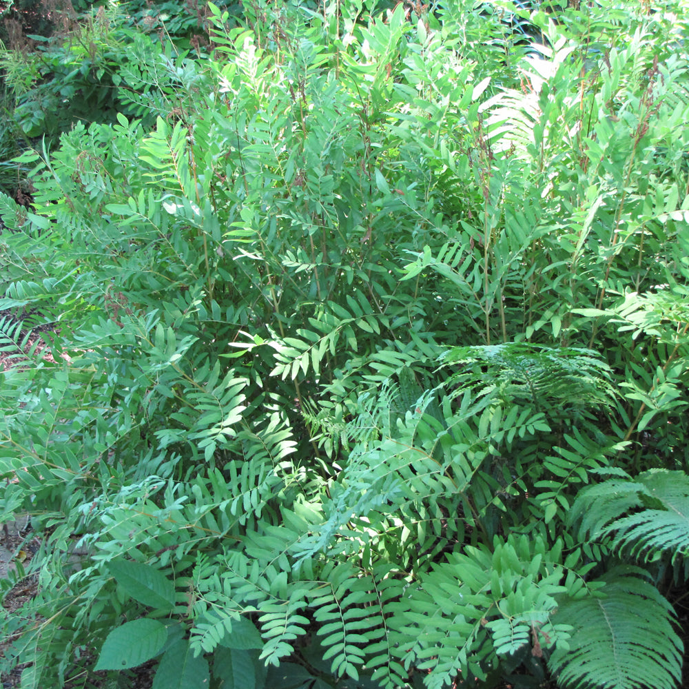 Royal Fern