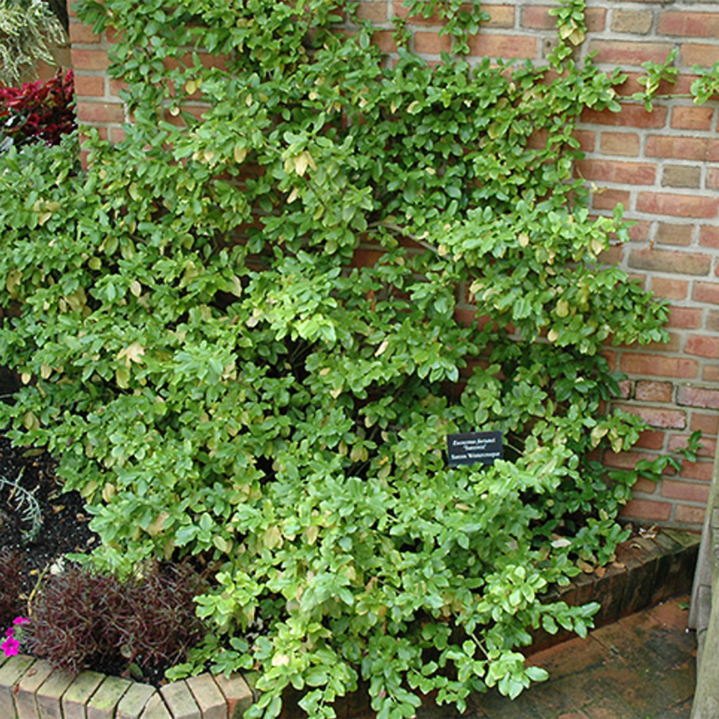 Sarcoxie Euonymus