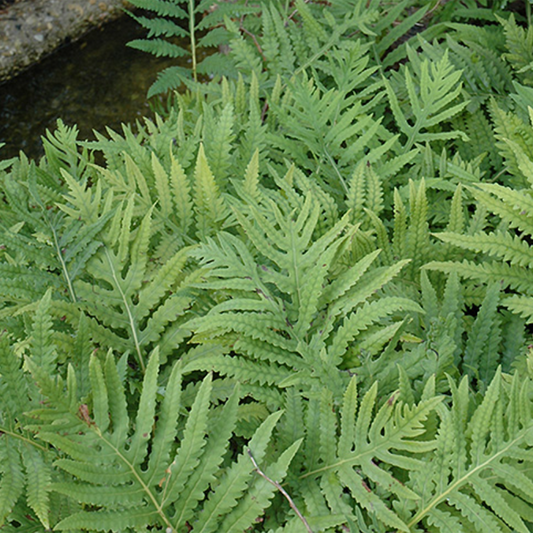 Sensitive Fern