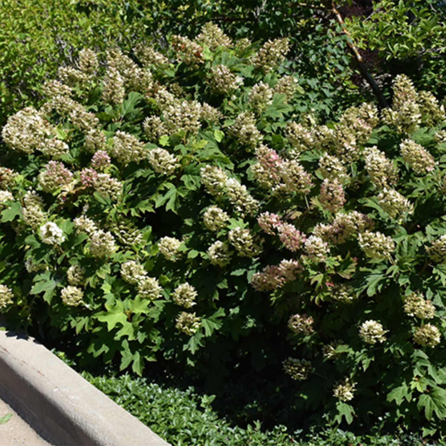 Snow Queen Oakleaf Hydrangea