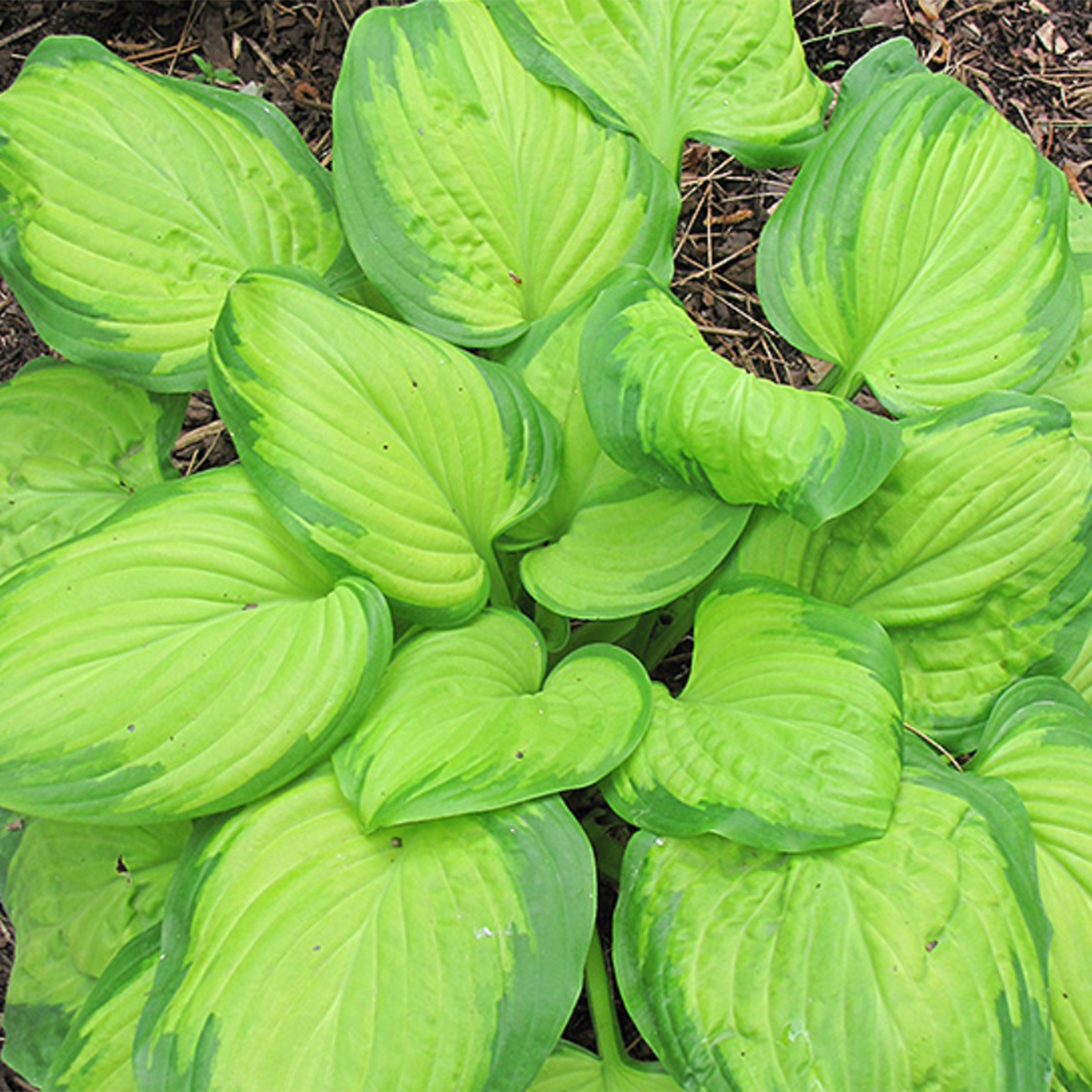 Stained Glass Hosta