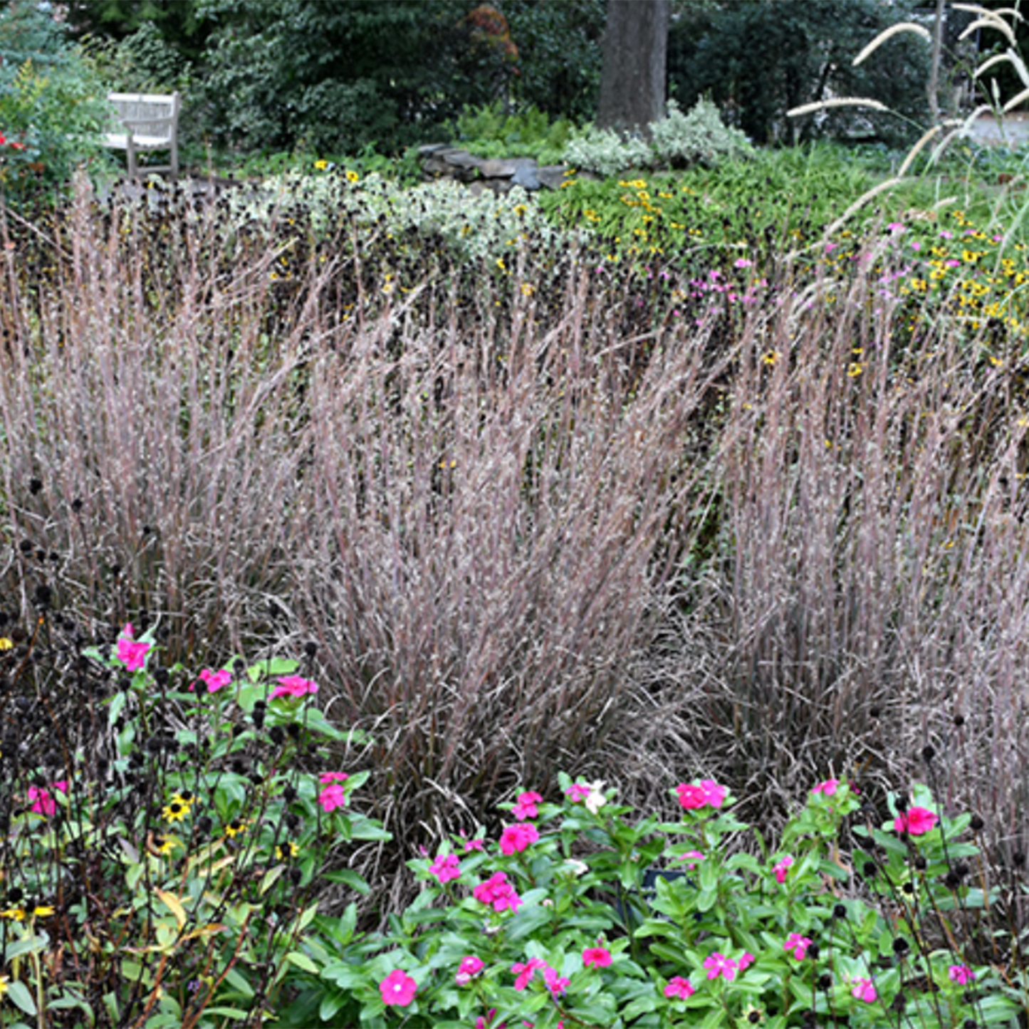 Standing Ovation Upright Little Bluestem