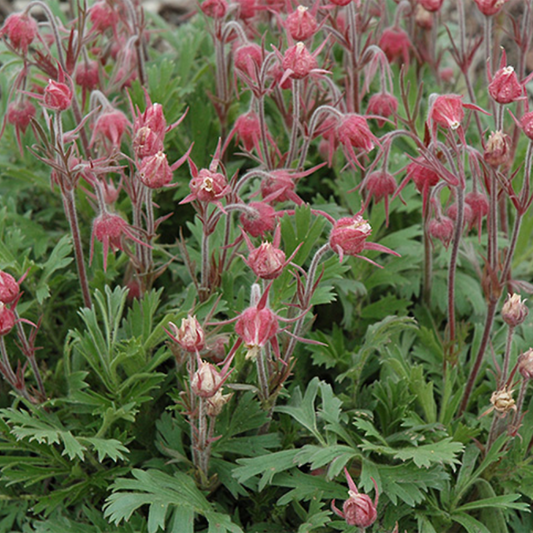 Three Flowered Avens