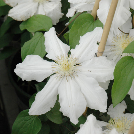 Toki Clematis