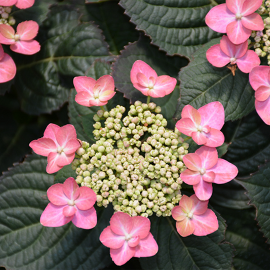 Tuff Stuff Red Hydrangea