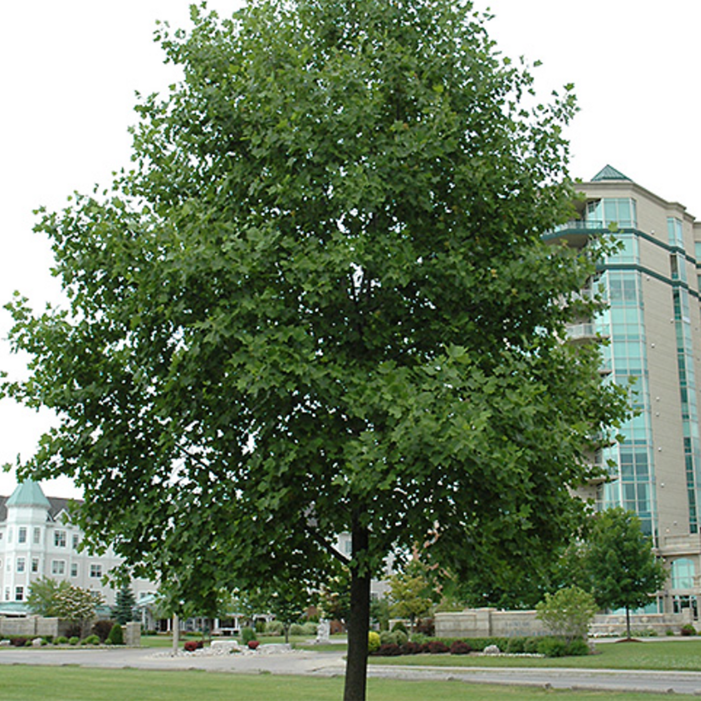 Tulip Tree