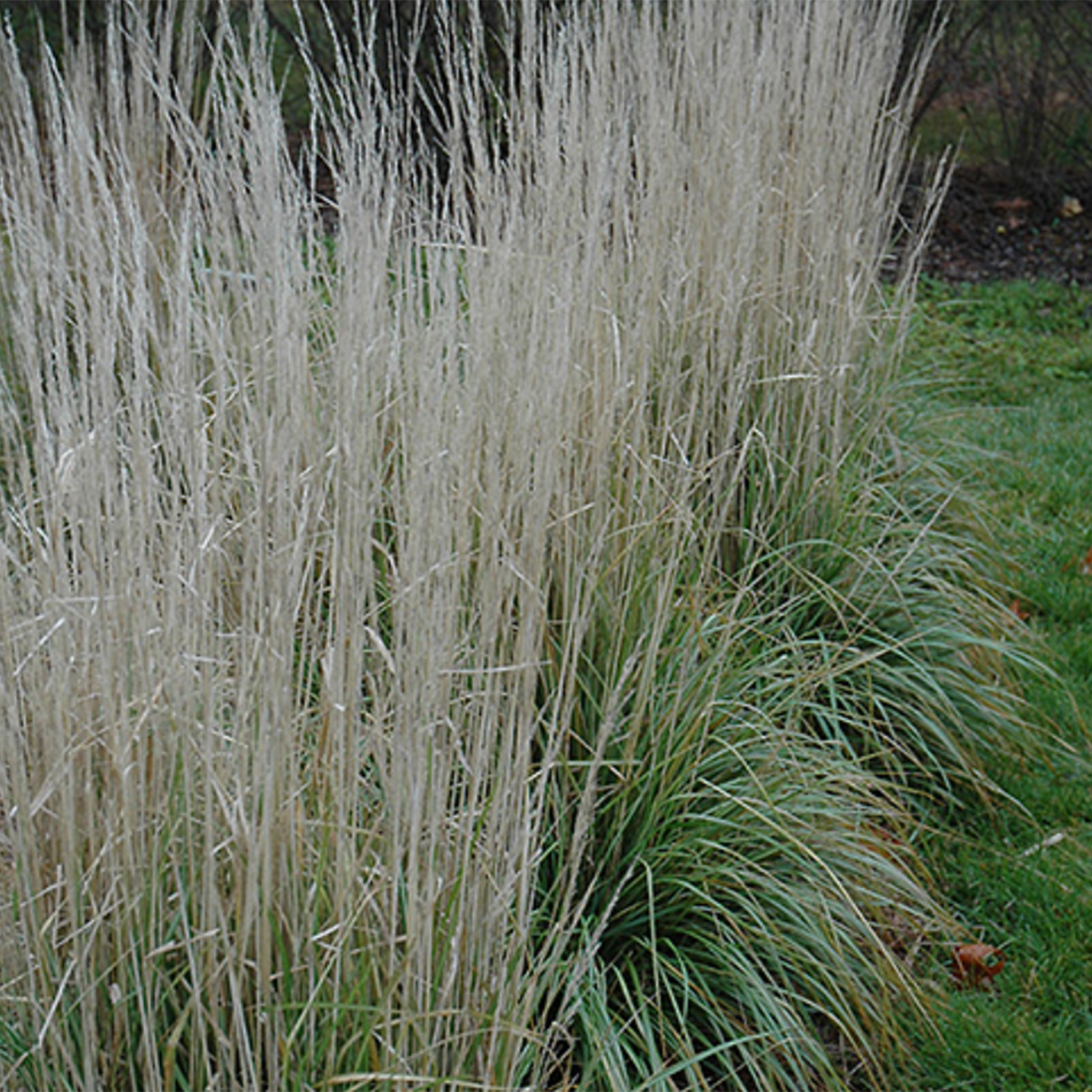 Ornamental Grasses – Connon Nurseries Inc.