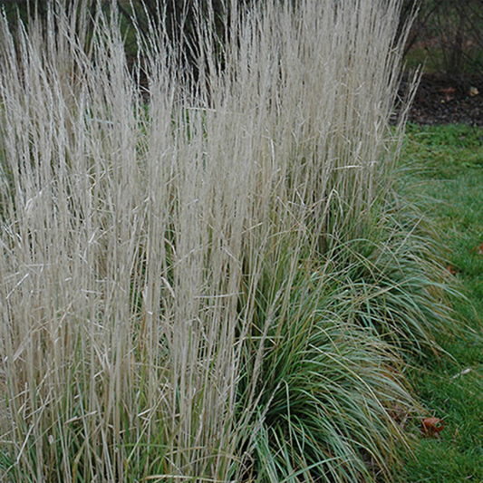 Avalanche Variegated Feather Reed Grass
