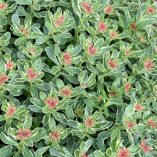 Variegated Russian Stonecrop