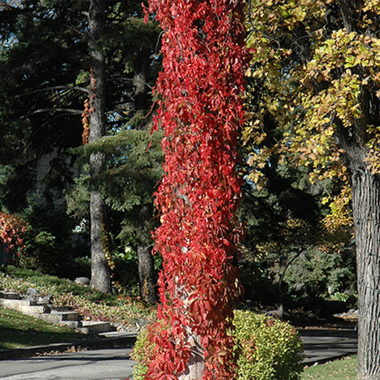 Virginia Creeper