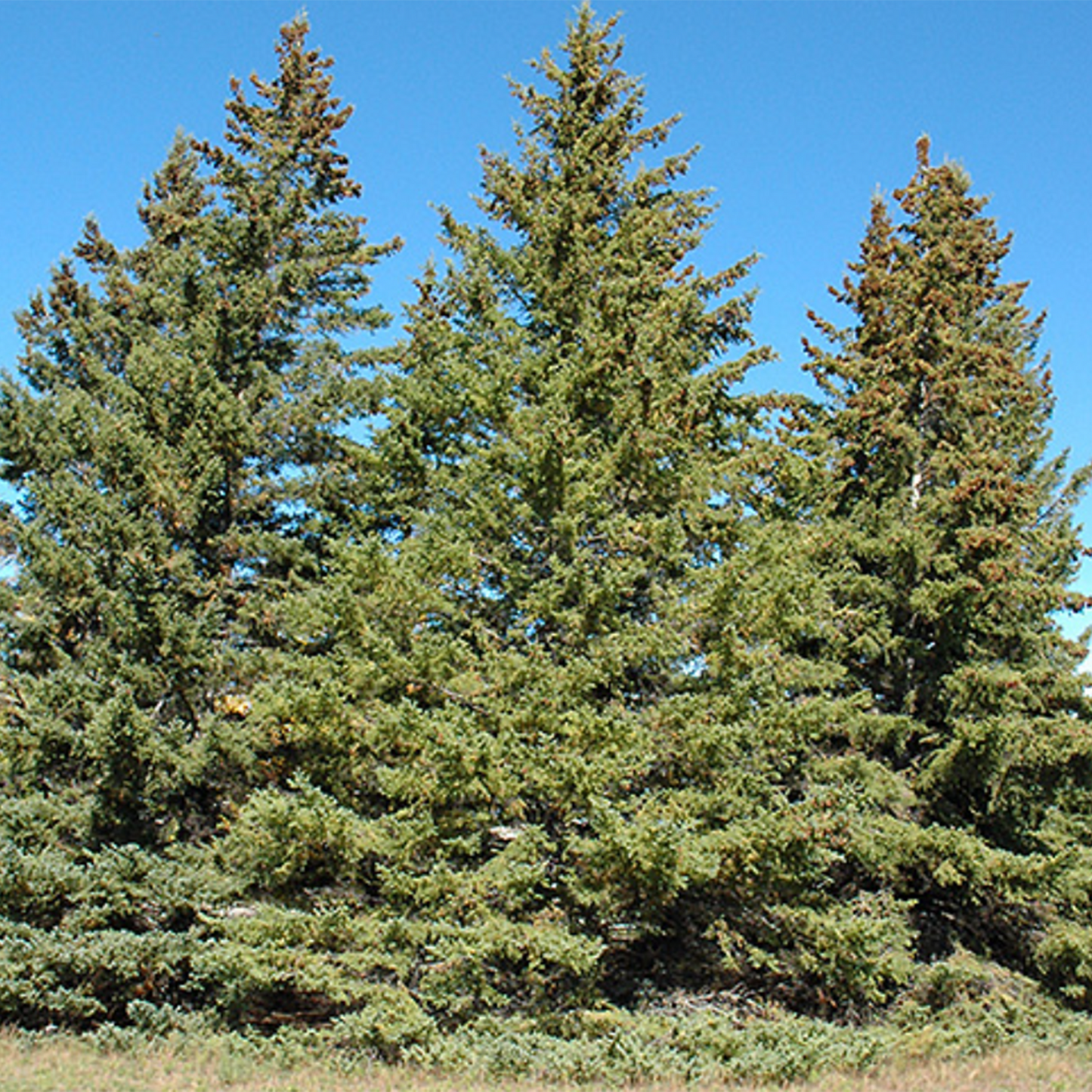 White Spruce