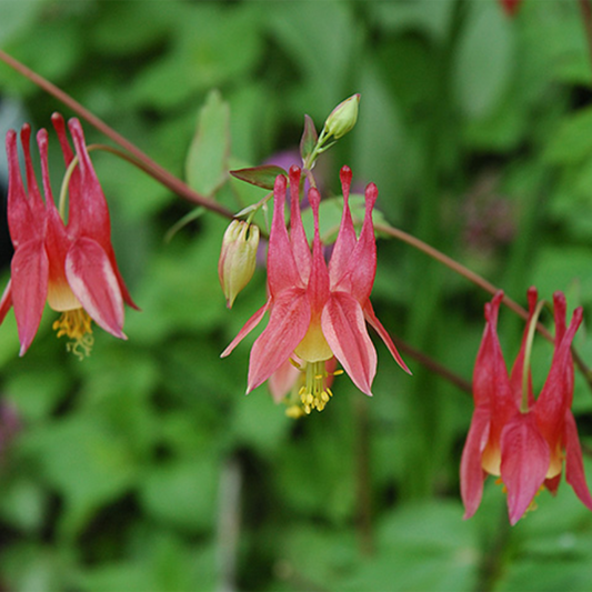 Wild Red Columbine