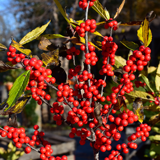 Winterberry Holly