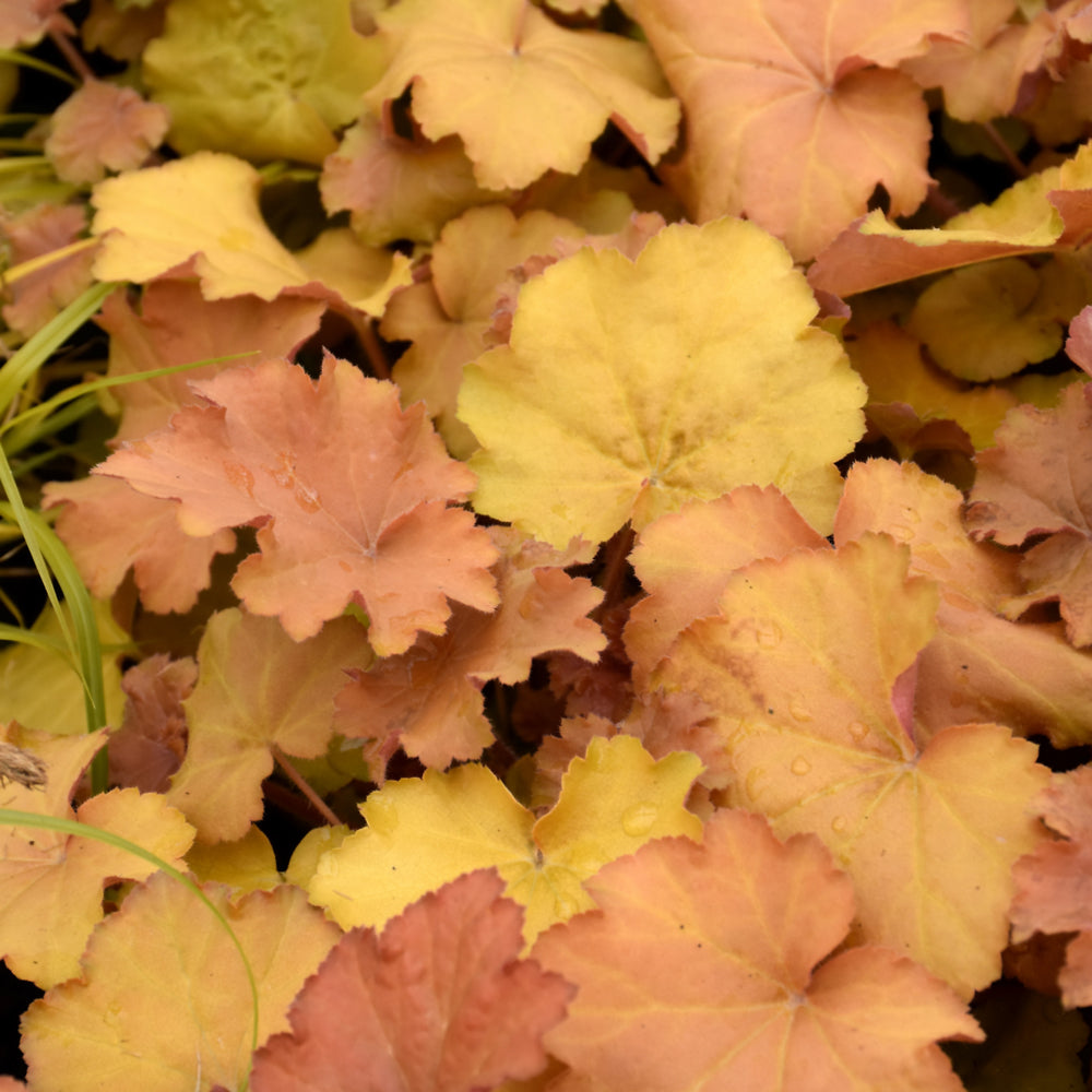 Caramel Coral Bells