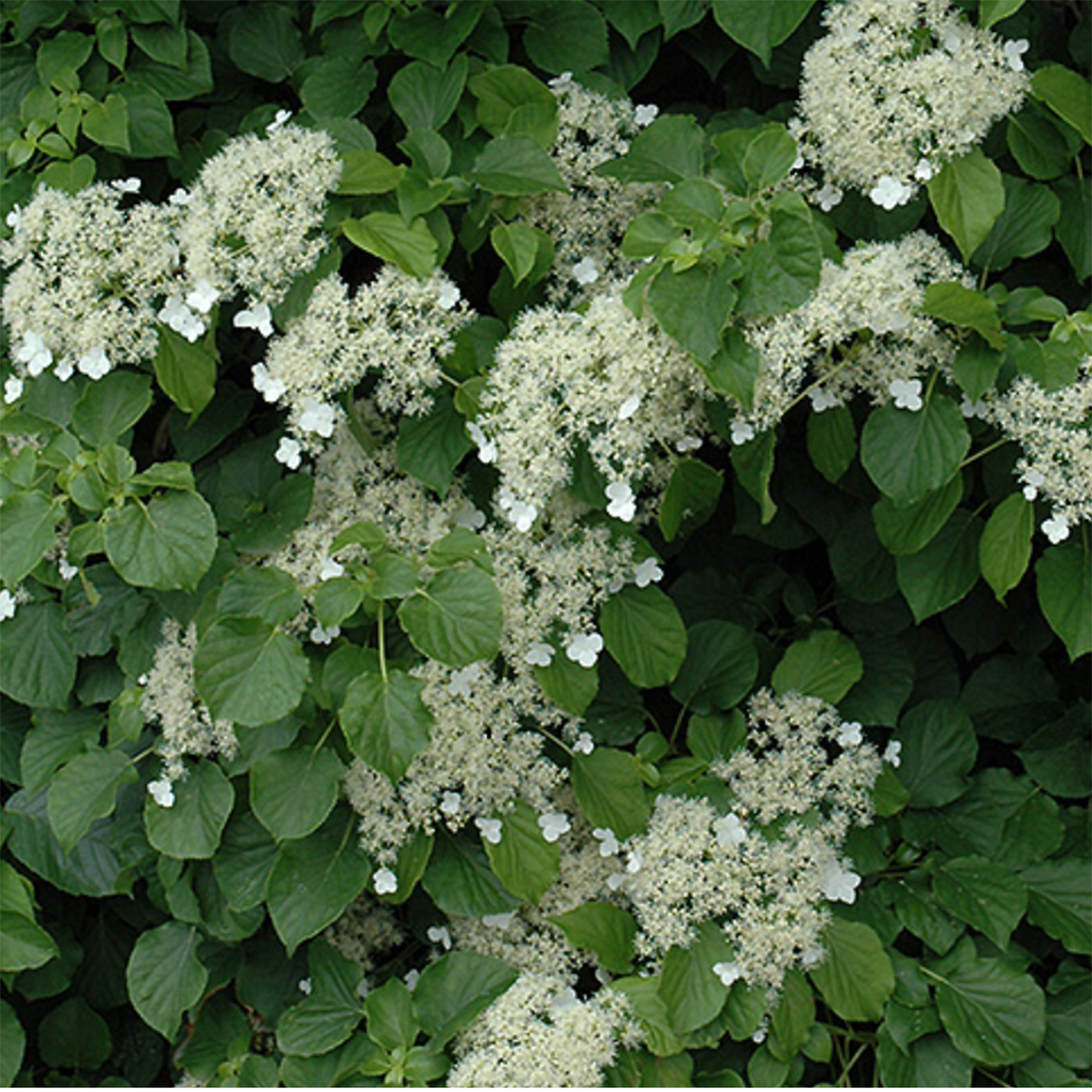 Climbing White Hydrangea