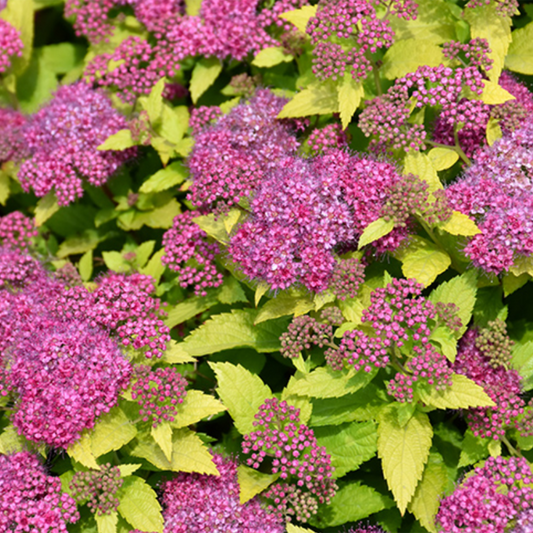 Double Play Gold Spirea