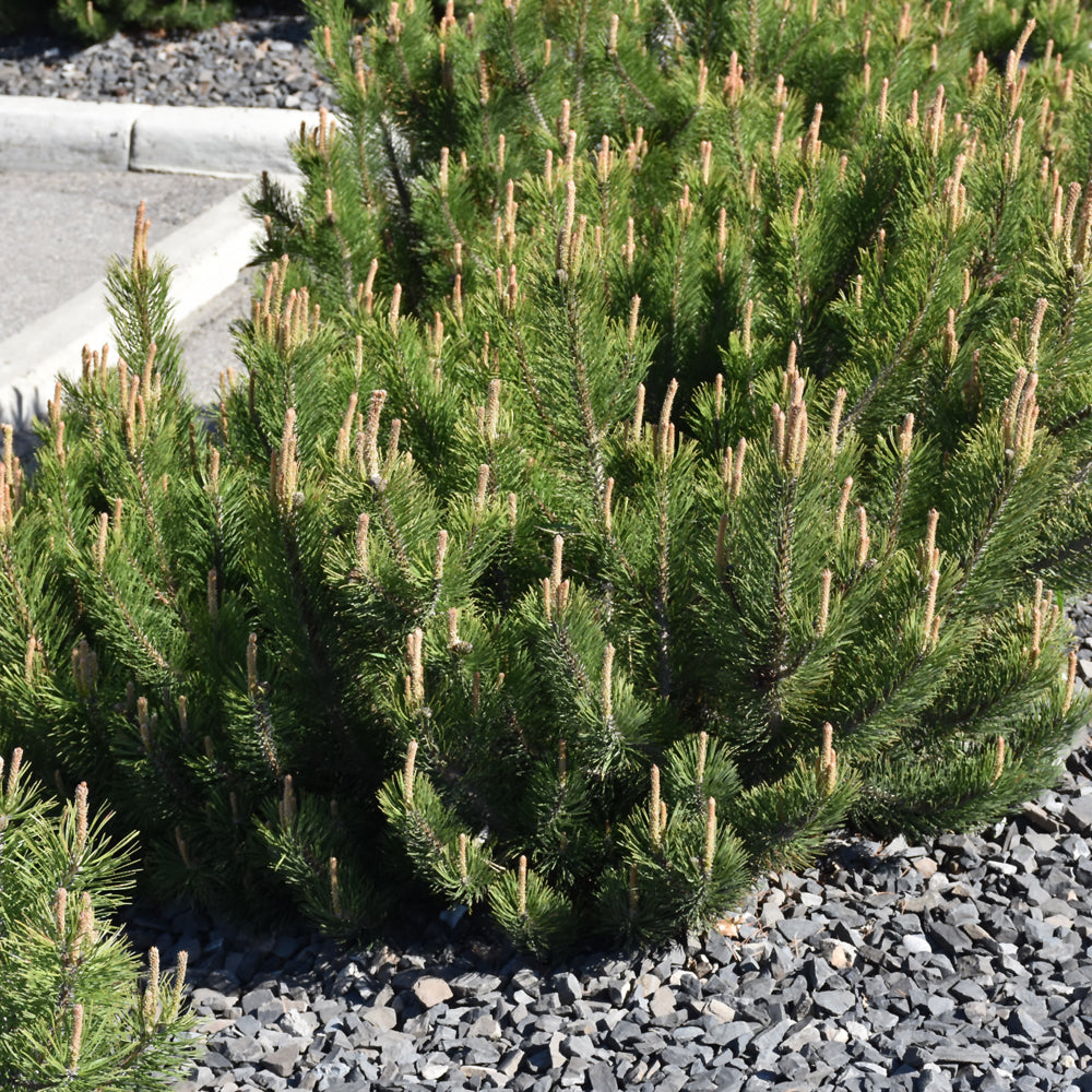 Dwarf Mugho Pine