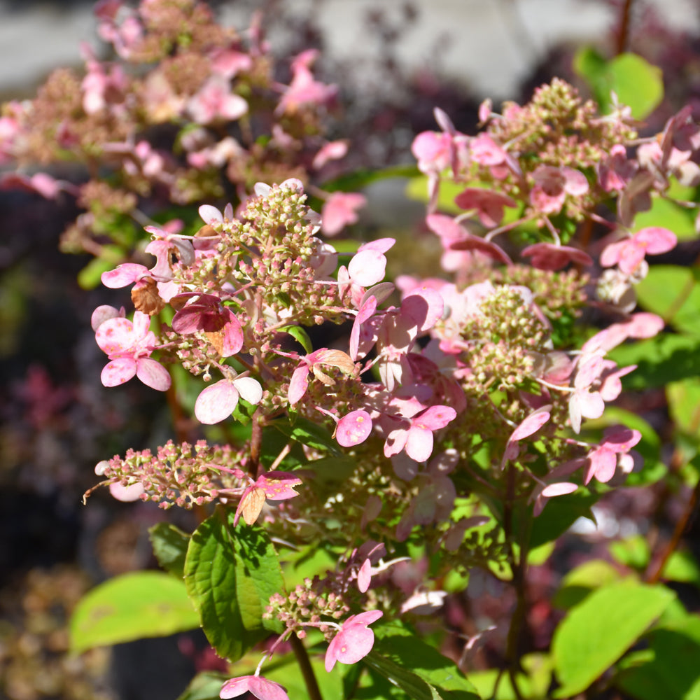 Fire And Ice Hydrangea