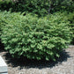 Fire Ball Compact Burning Bush