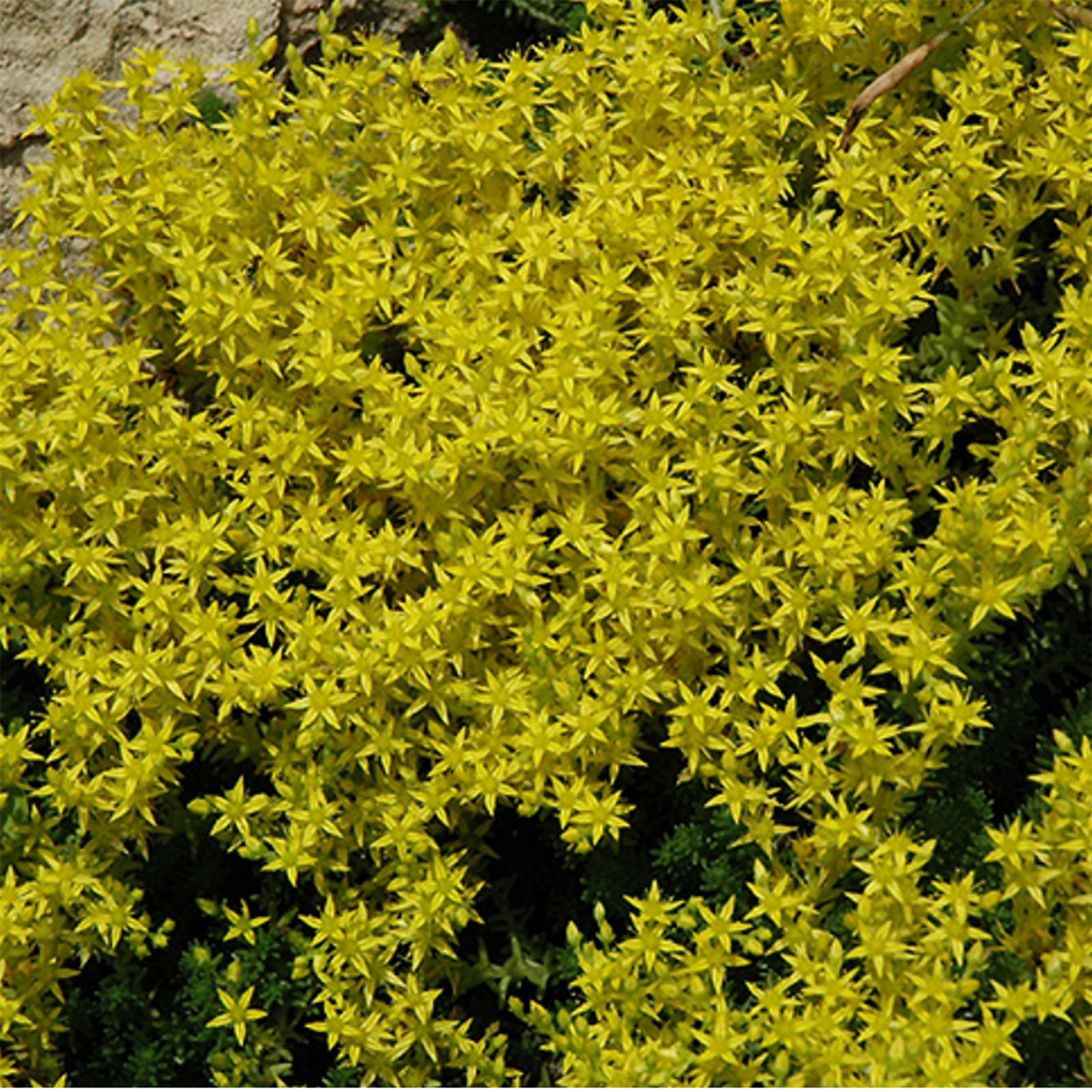 Golden Mossy Stonecrop