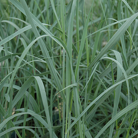 Heavy Metal Blue Switch Grass