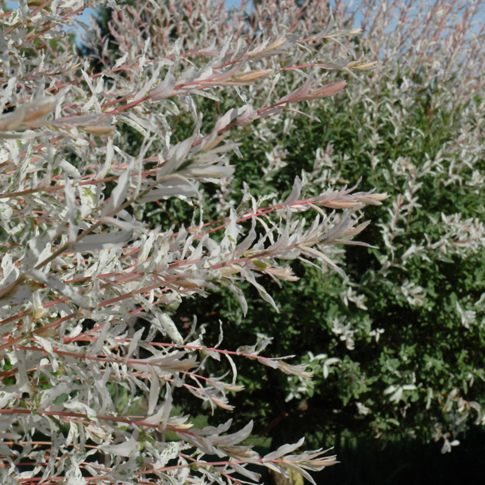 Hakuro Nishiki Dappled Willow Tree