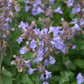 Kitten Around Catmint