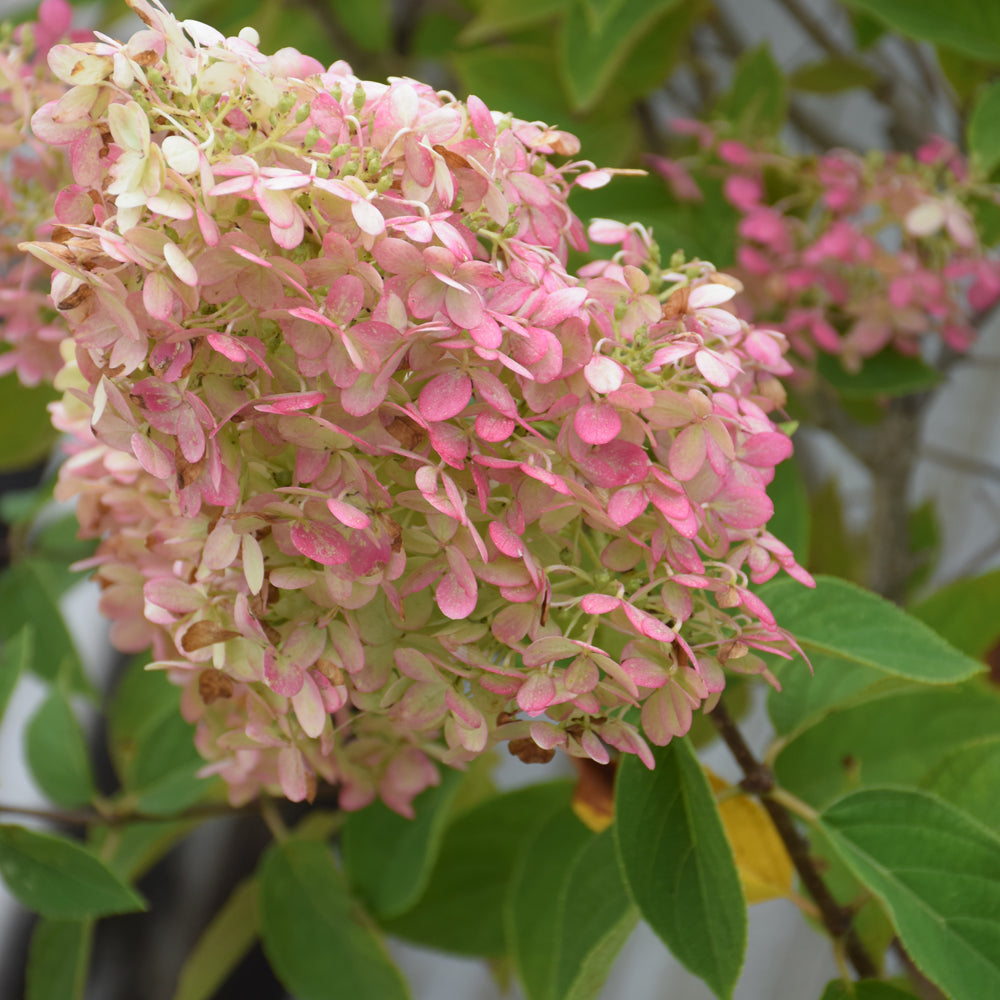 Limelight Hydrangea