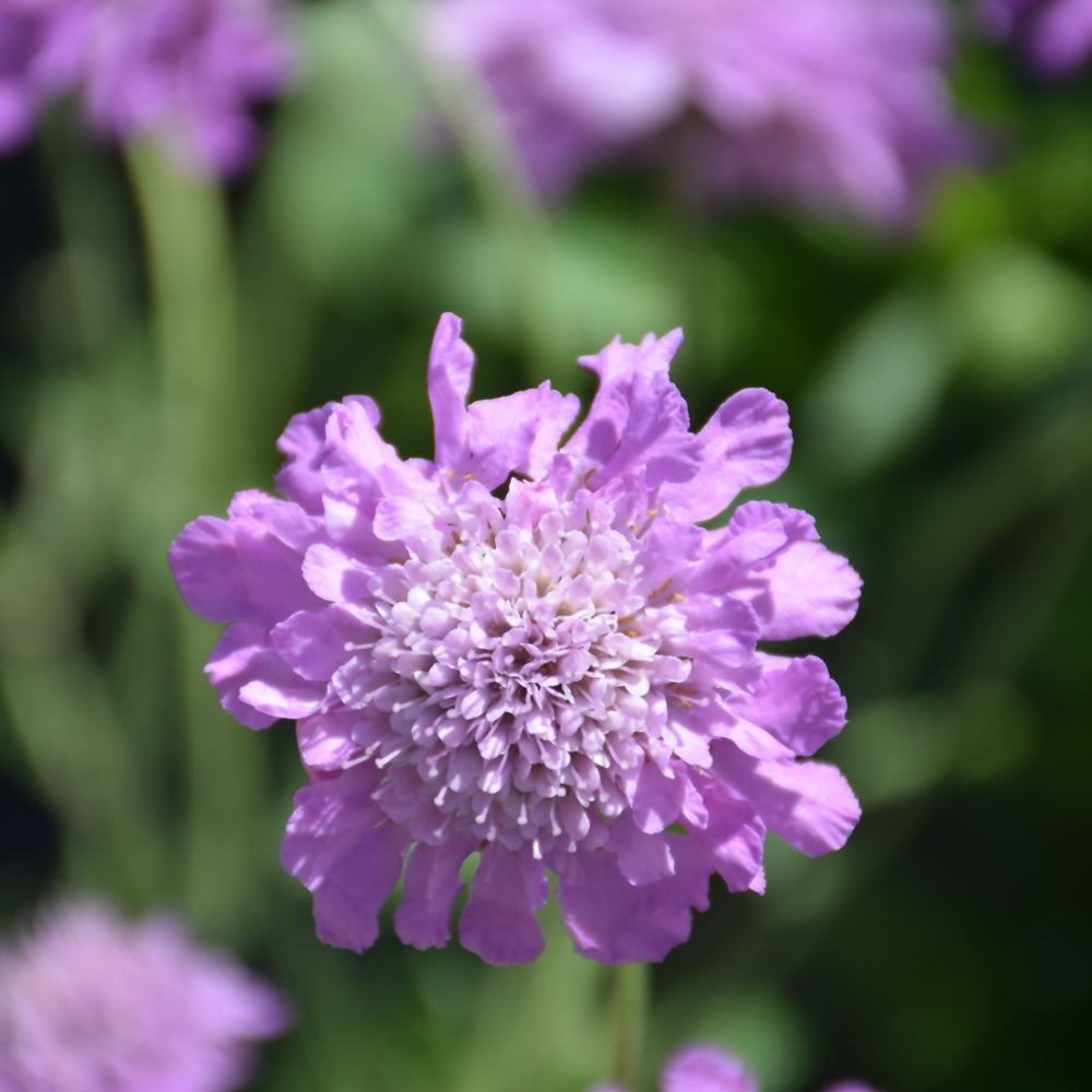 Pink Mist Pincushion Flower