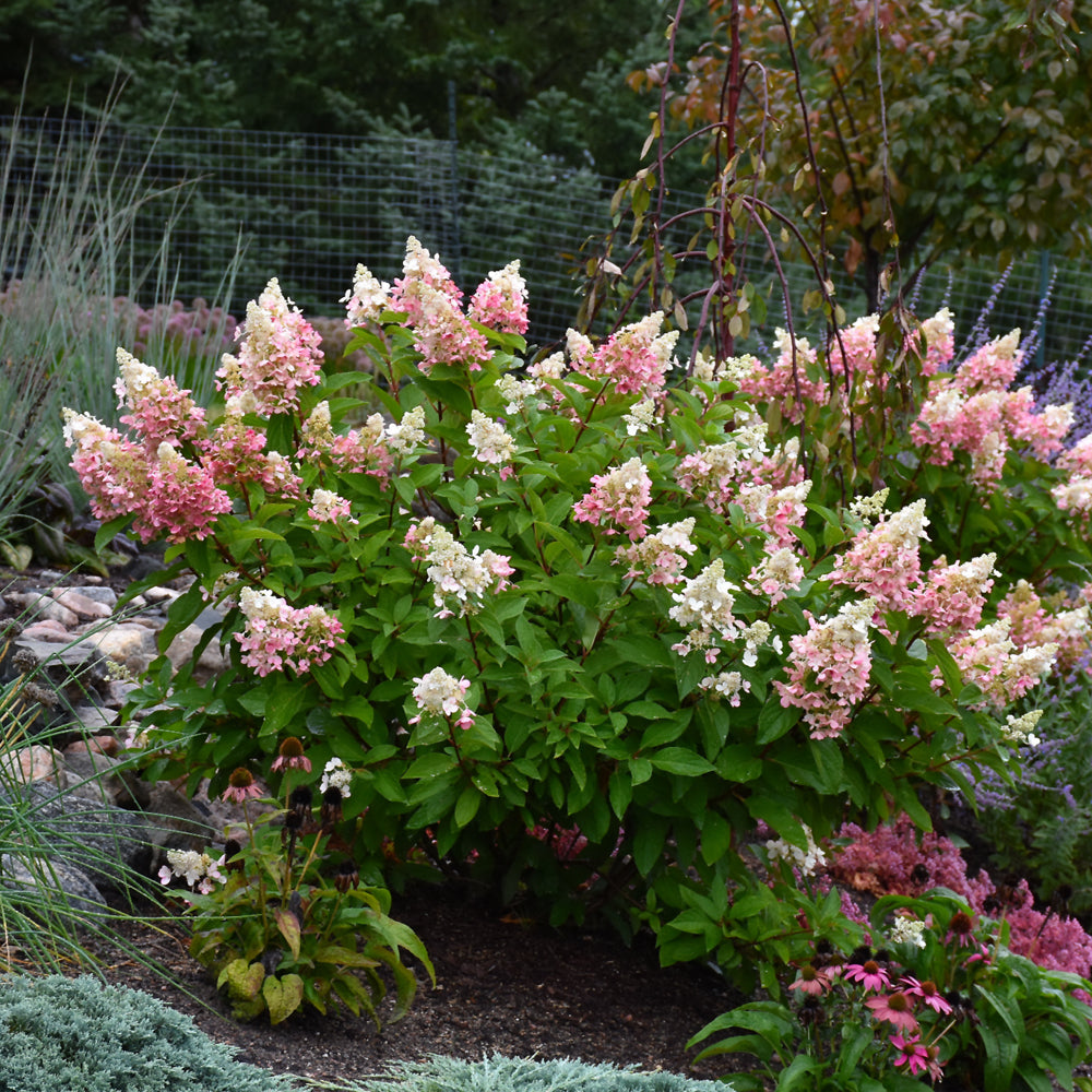 Image of Pinky Winky Hydrangea bush