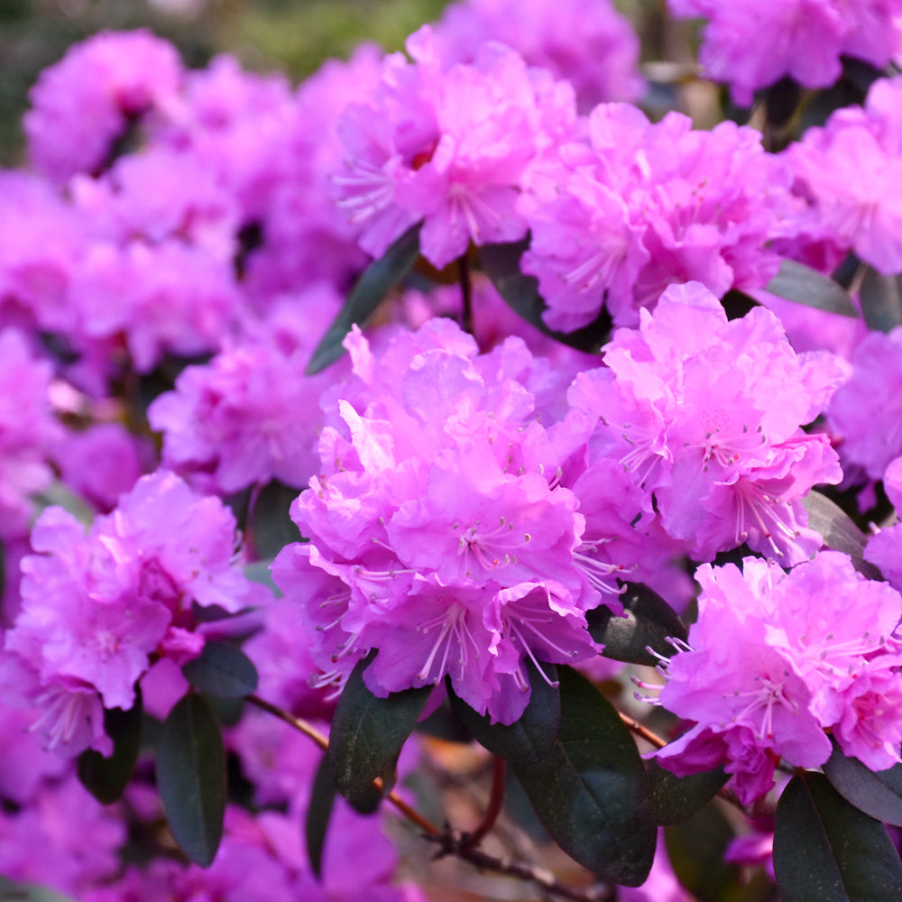 Pjm Elite Rhododendron