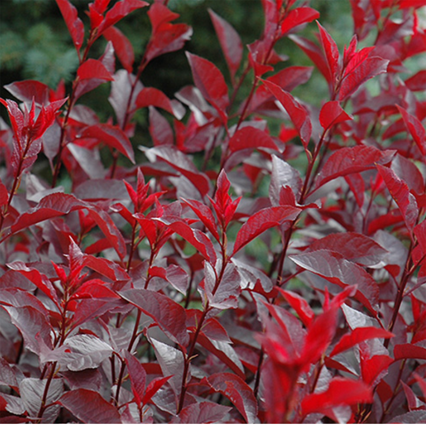 Purpleleaf Sandcherry