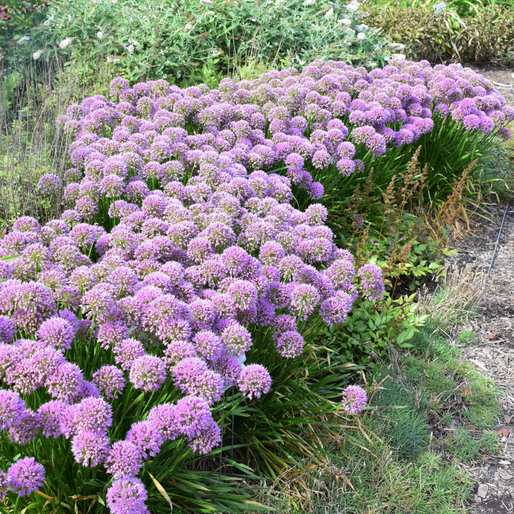 Serendipity Ornamental Onion