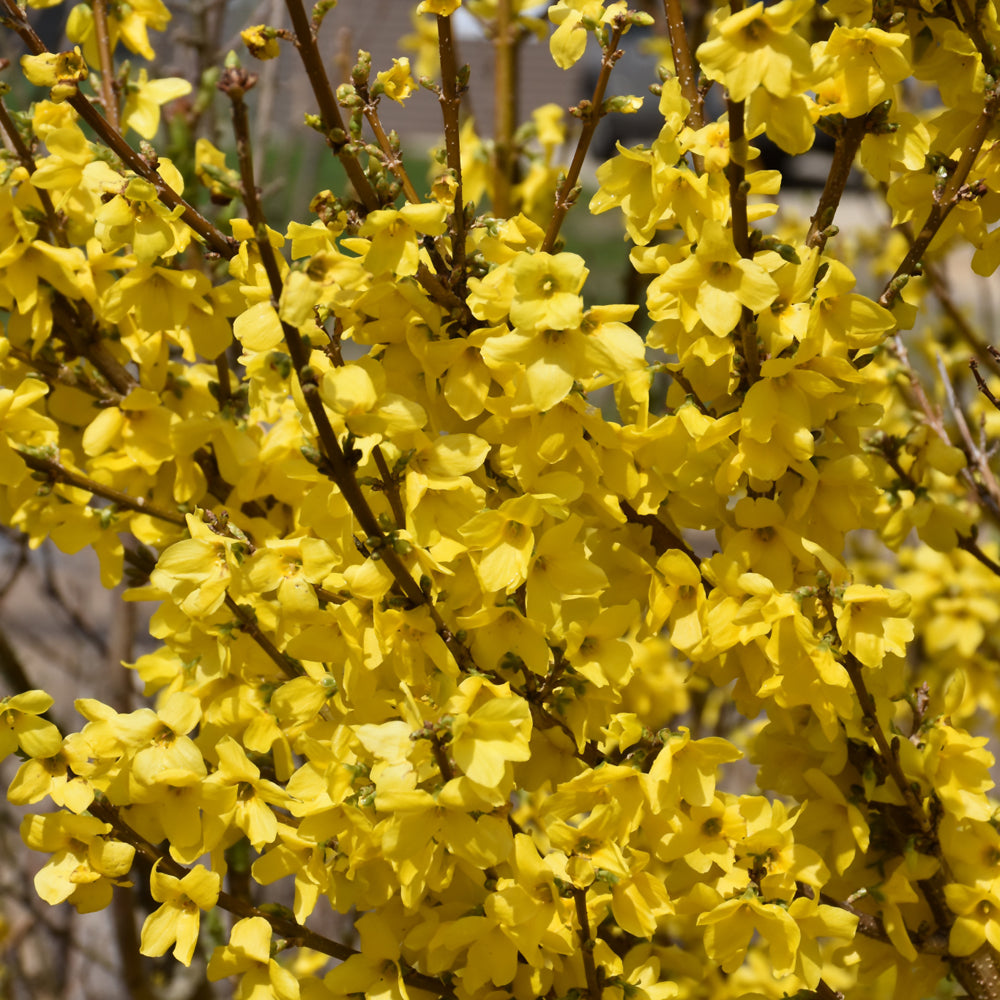 Show Off Forsythia