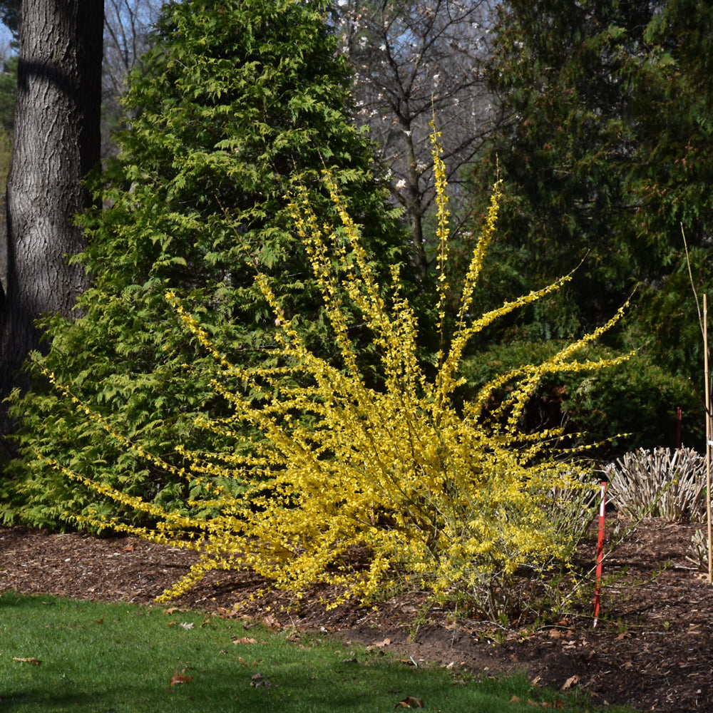 Show Off Forsythia