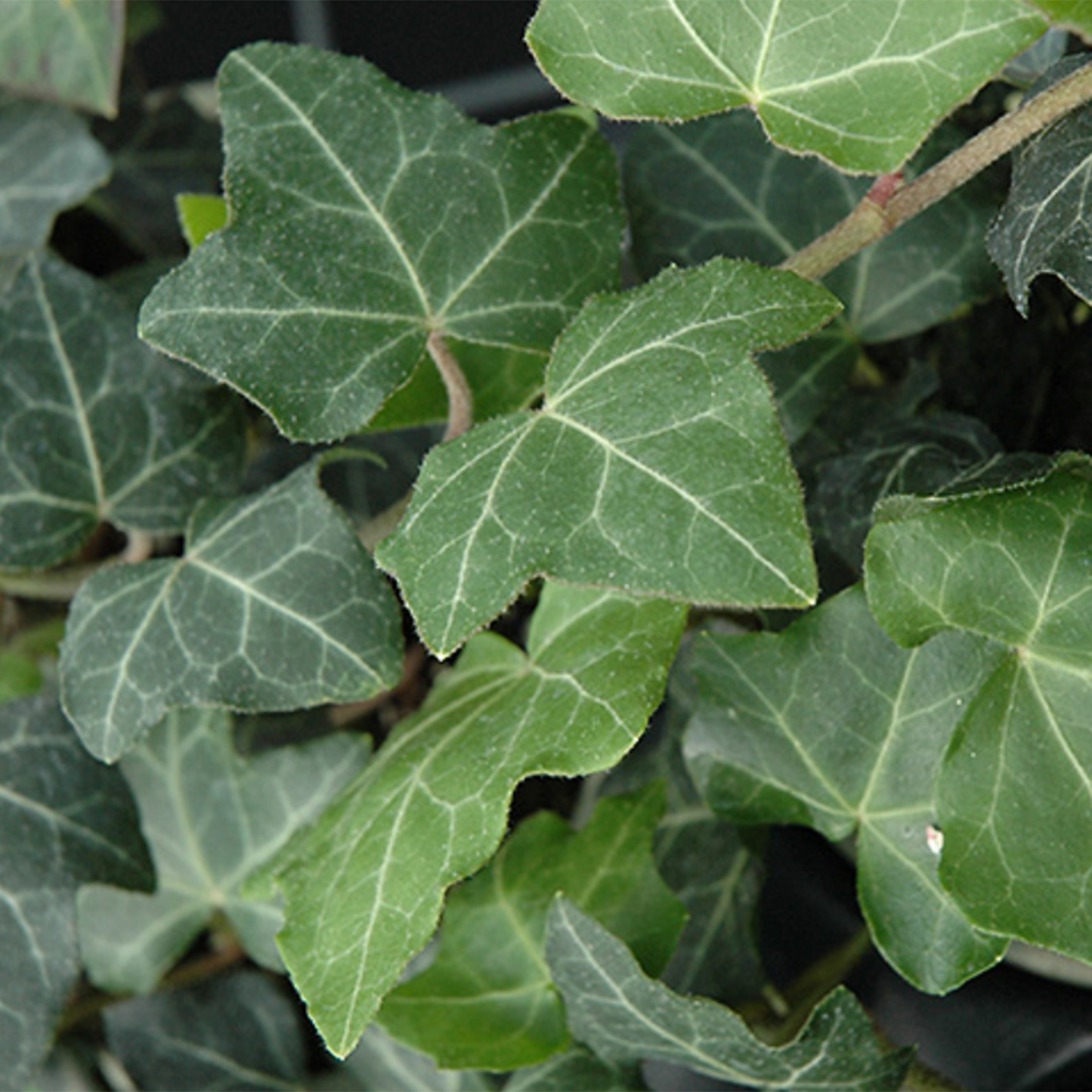 Staked Baltic Ivy