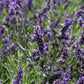 Superblue English Lavender