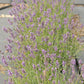 Superblue English Lavender