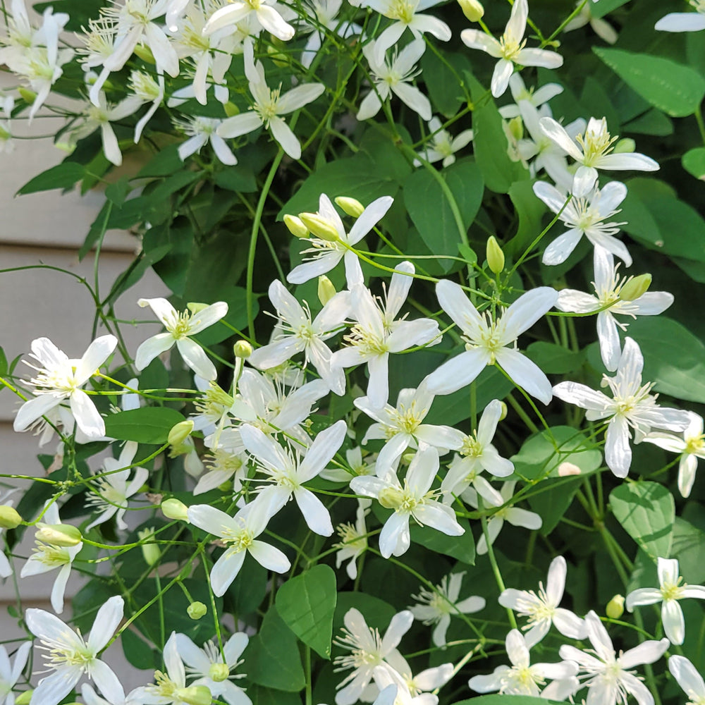 Sweet Autumn Clematis