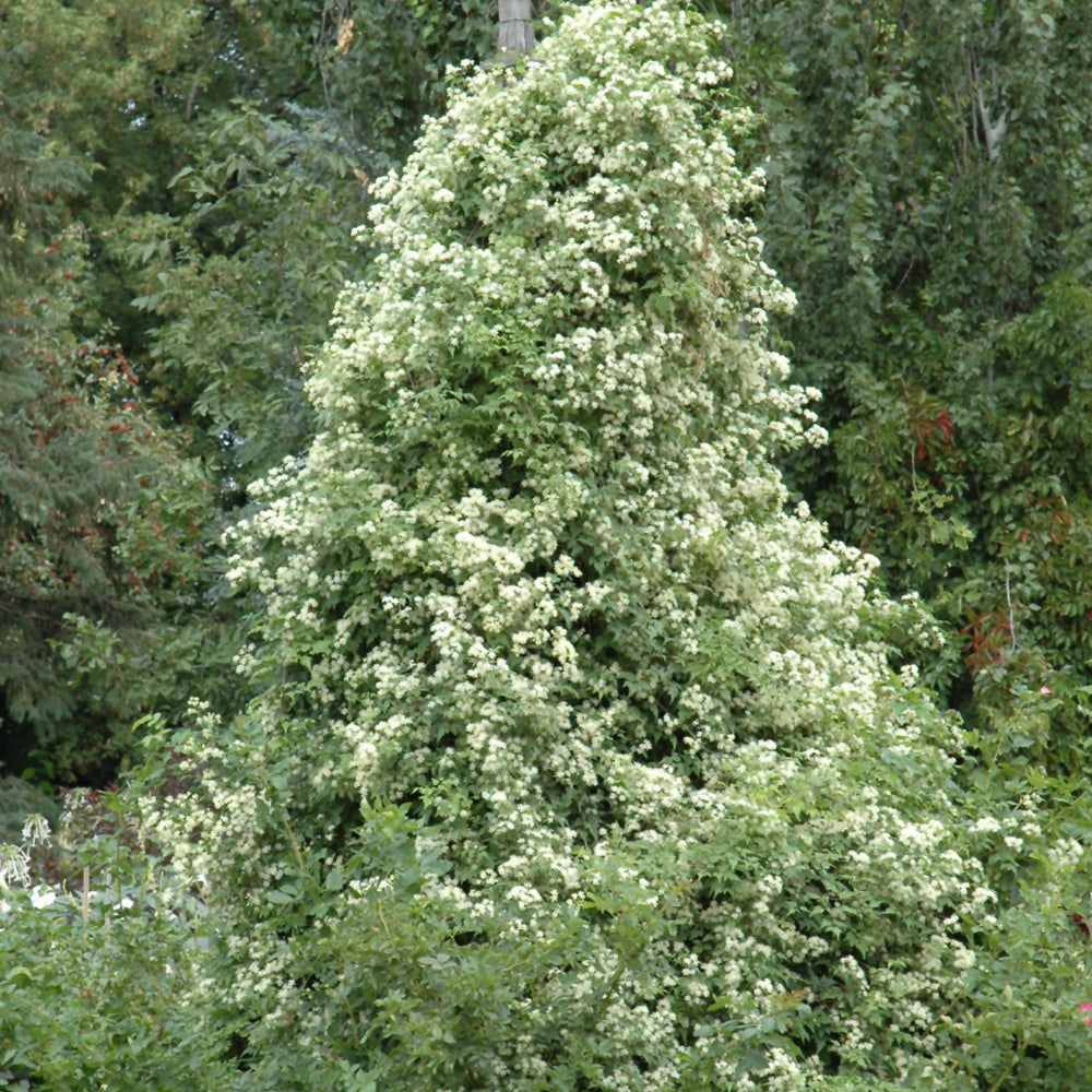 Sweet Autumn Clematis